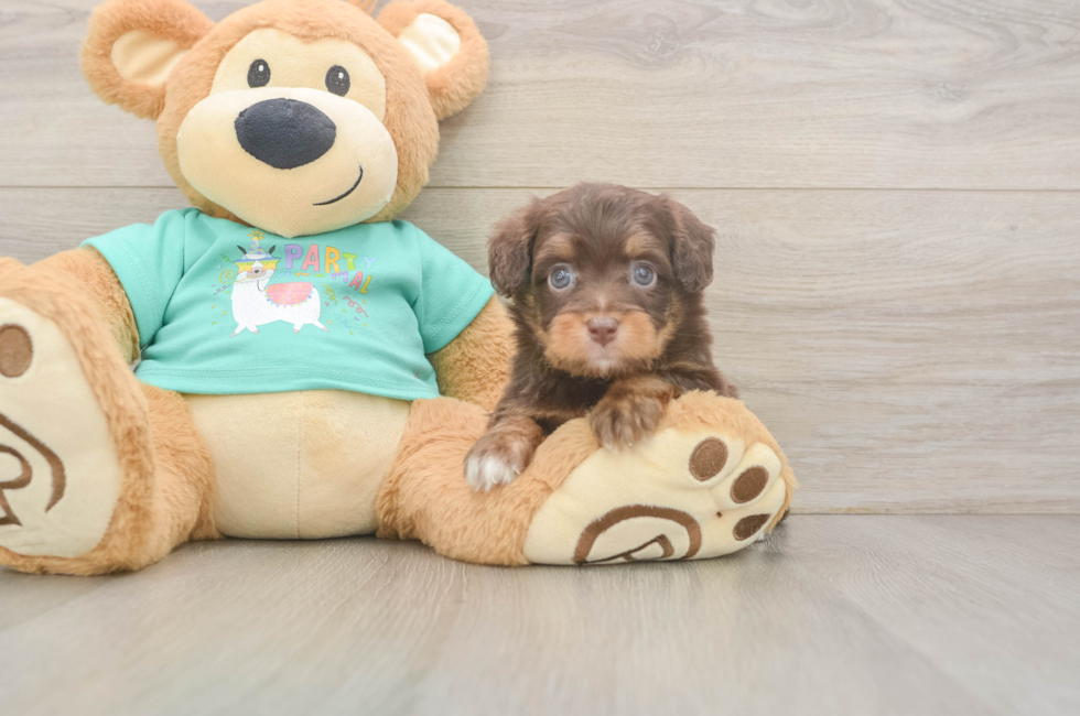 5 week old Mini Aussiedoodle Puppy For Sale - Florida Fur Babies