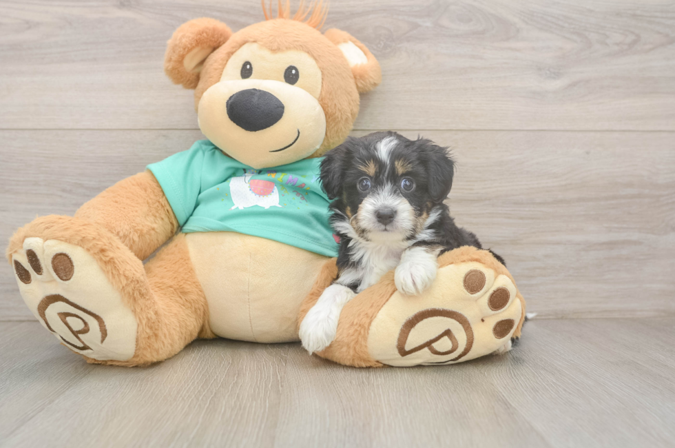 5 week old Mini Aussiedoodle Puppy For Sale - Florida Fur Babies