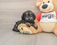 8 week old Mini Aussiedoodle Puppy For Sale - Florida Fur Babies