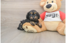 Little Aussiepoo Poodle Mix Puppy