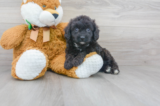 28 week old Mini Aussiedoodle Puppy For Sale - Florida Fur Babies