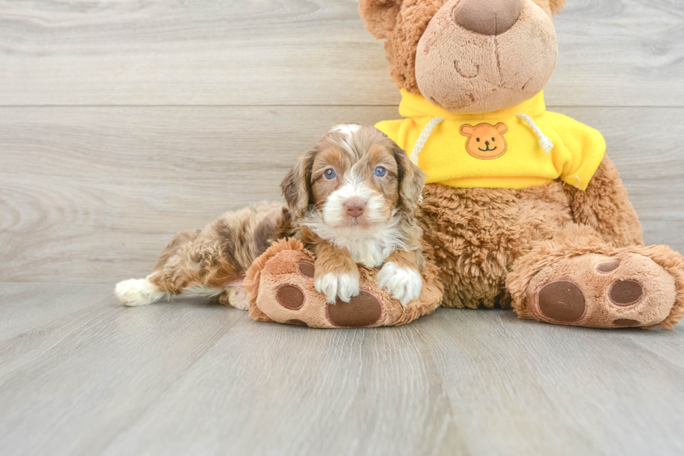 Small Mini Aussiedoodle Baby