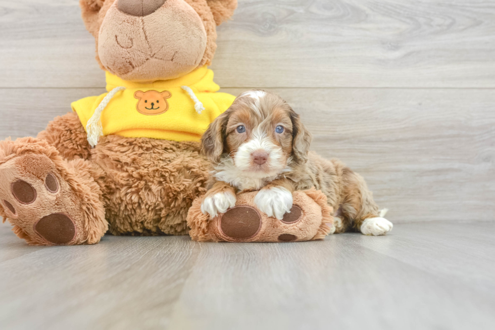 Mini Aussiedoodle Puppy for Adoption