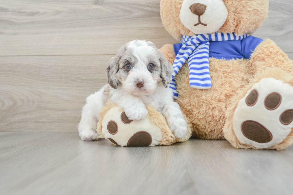 Funny Mini Aussiedoodle Poodle Mix Pup