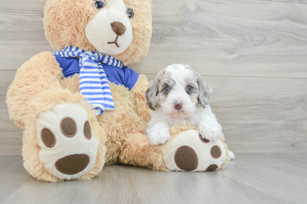 Energetic Aussie Poo Poodle Mix Puppy