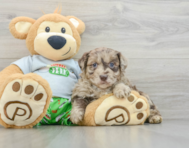 9 week old Mini Aussiedoodle Puppy For Sale - Florida Fur Babies