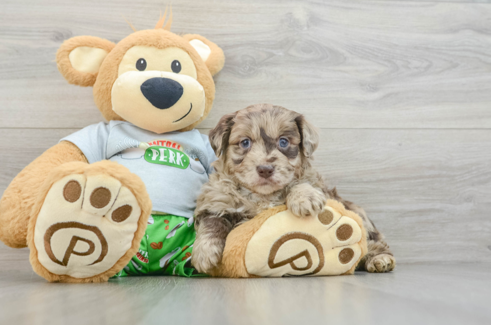 5 week old Mini Aussiedoodle Puppy For Sale - Florida Fur Babies