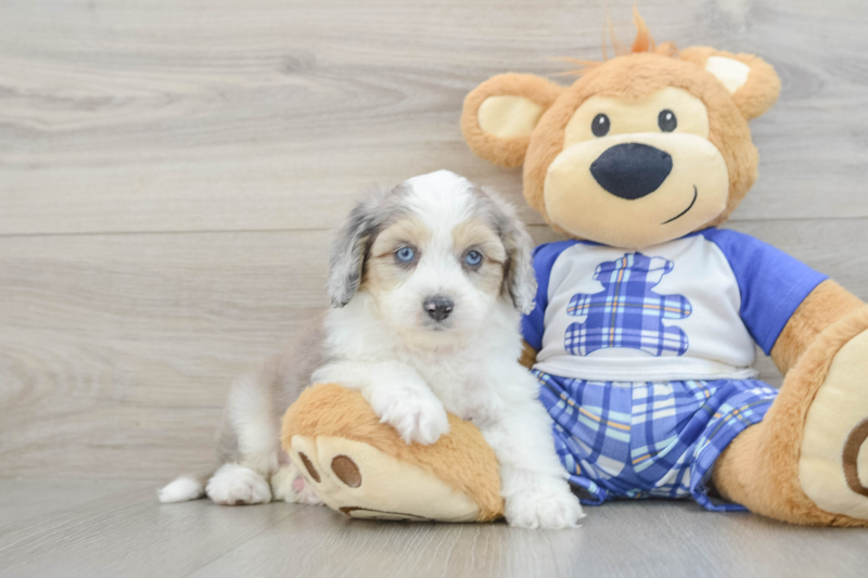 Meet Ashton - our Mini Aussiedoodle Puppy Photo 1/3 - Florida Fur Babies