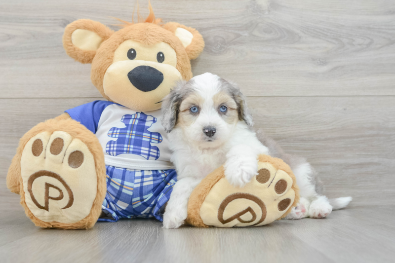 Meet Ashton - our Mini Aussiedoodle Puppy Photo 3/3 - Florida Fur Babies