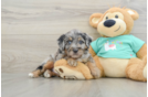 Best Mini Aussiedoodle Baby