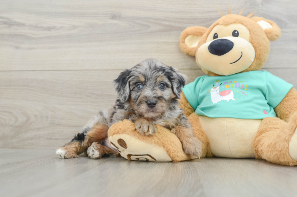 5 week old Mini Aussiedoodle Puppy For Sale - Florida Fur Babies