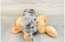 Energetic Aussie Poo Poodle Mix Puppy