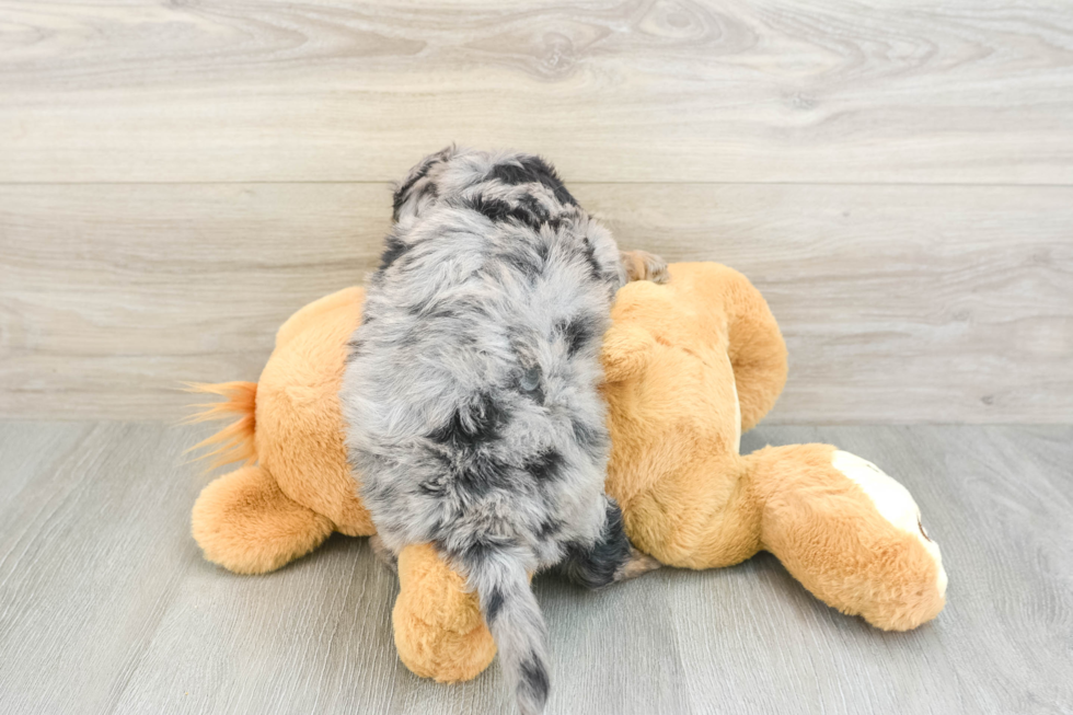 Energetic Aussie Poo Poodle Mix Puppy