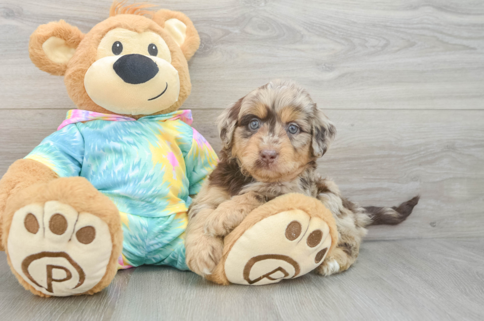 6 week old Mini Aussiedoodle Puppy For Sale - Florida Fur Babies