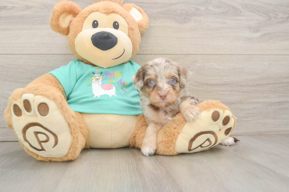 5 week old Mini Aussiedoodle Puppy For Sale - Florida Fur Babies