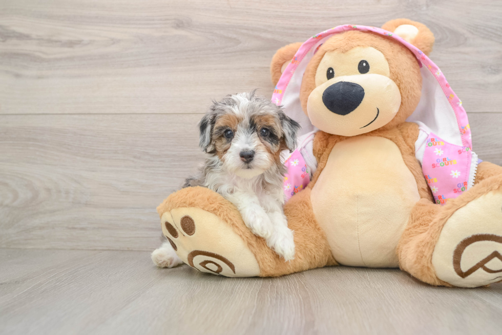 Mini Aussiedoodle Pup Being Cute