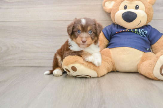 Mini Aussiedoodle Puppy for Adoption