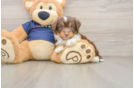 Best Mini Aussiedoodle Baby