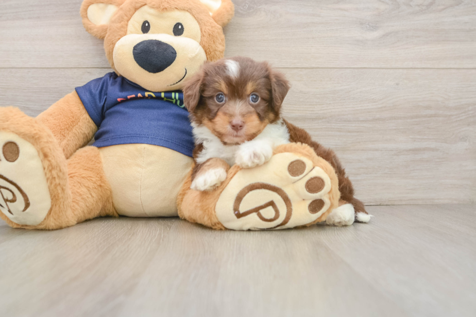 Best Mini Aussiedoodle Baby