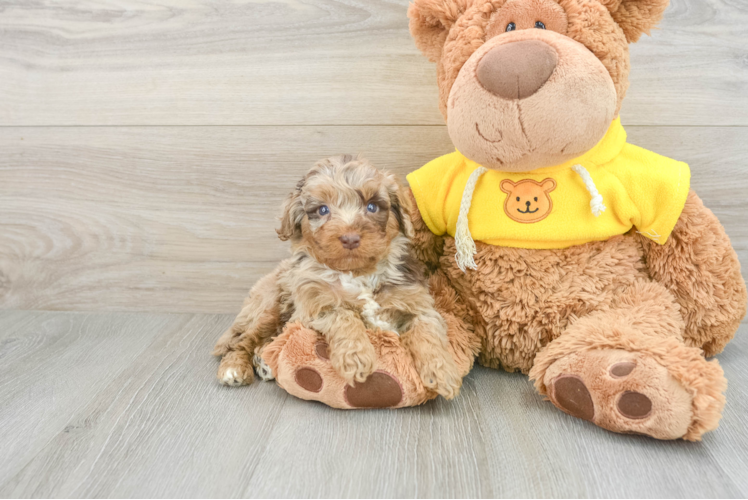 Petite Mini Aussiedoodle Poodle Mix Pup