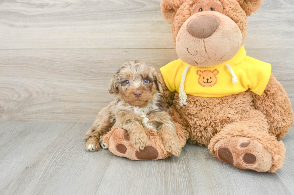 5 week old Mini Aussiedoodle Puppy For Sale - Florida Fur Babies