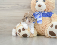 7 week old Mini Aussiedoodle Puppy For Sale - Florida Fur Babies