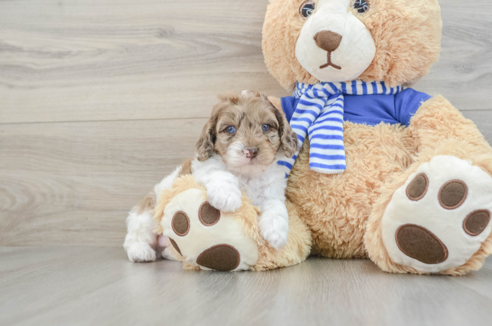 7 week old Mini Aussiedoodle Puppy For Sale - Florida Fur Babies