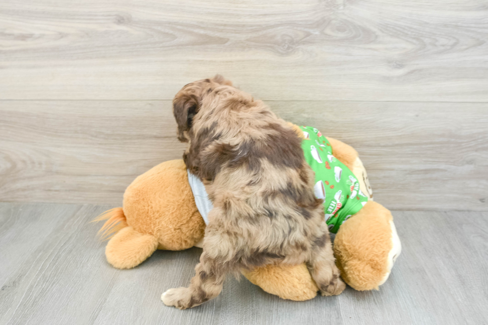 Mini Aussiedoodle Pup Being Cute