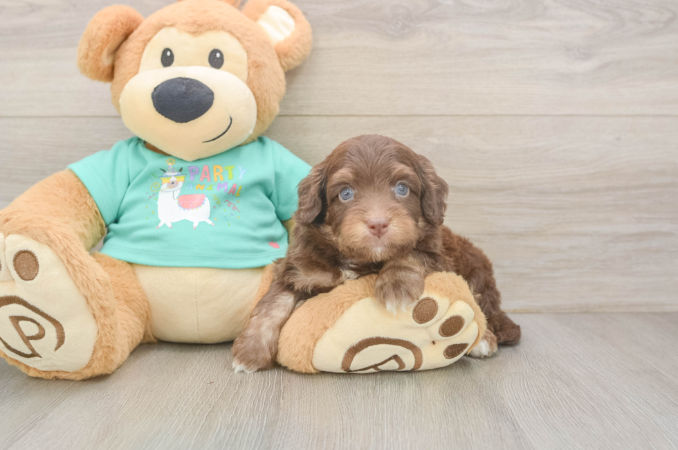 5 week old Mini Aussiedoodle Puppy For Sale - Florida Fur Babies