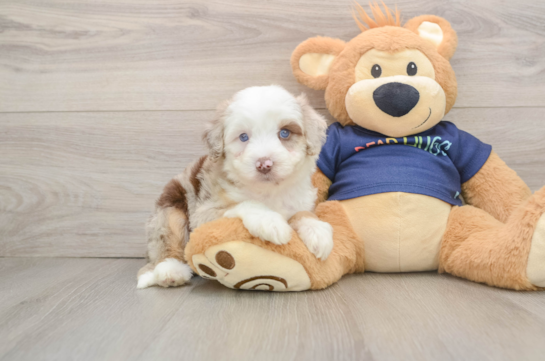 Mini Aussiedoodle Puppy for Adoption