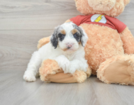 10 week old Mini Aussiedoodle Puppy For Sale - Florida Fur Babies