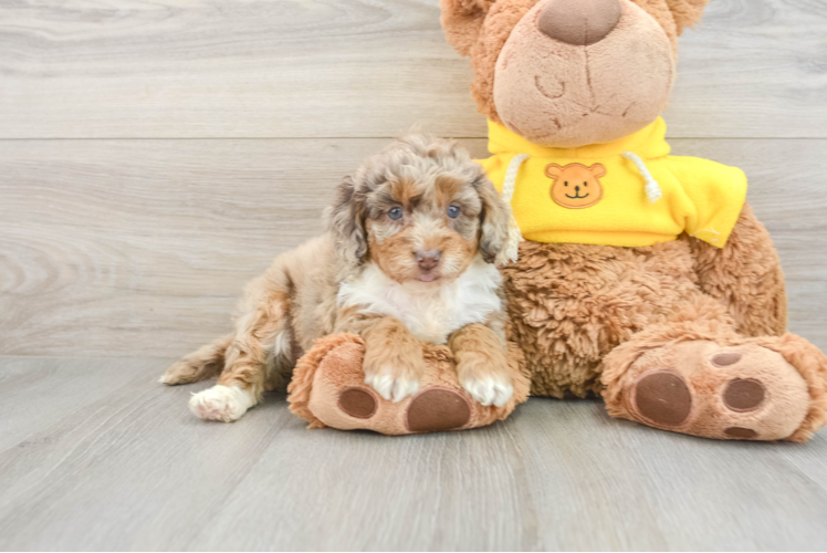 Mini Aussiedoodle Puppy for Adoption