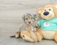 8 week old Mini Aussiedoodle Puppy For Sale - Florida Fur Babies