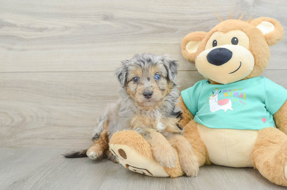 5 week old Mini Aussiedoodle Puppy For Sale - Florida Fur Babies