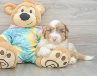 8 week old Mini Aussiedoodle Puppy For Sale - Florida Fur Babies