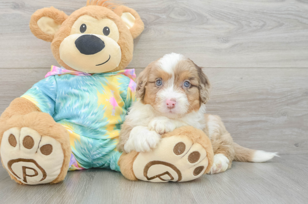 6 week old Mini Aussiedoodle Puppy For Sale - Florida Fur Babies
