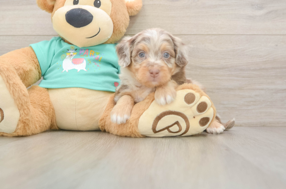 5 week old Mini Aussiedoodle Puppy For Sale - Florida Fur Babies
