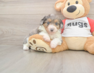 7 week old Mini Aussiedoodle Puppy For Sale - Florida Fur Babies