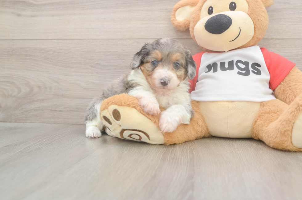 5 week old Mini Aussiedoodle Puppy For Sale - Florida Fur Babies