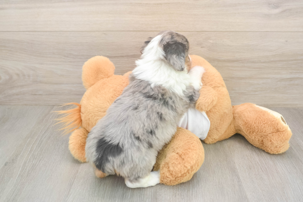 Funny Mini Aussiedoodle Poodle Mix Pup