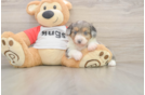 Hypoallergenic Aussiepoo Poodle Mix Puppy