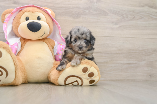 ATHENA, a Mini Aussiedoodle littermate