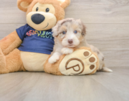 9 week old Mini Aussiedoodle Puppy For Sale - Florida Fur Babies