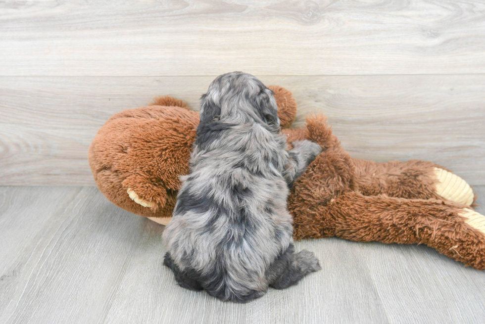 Cute Mini Aussiedoodle Poodle Mix Pup