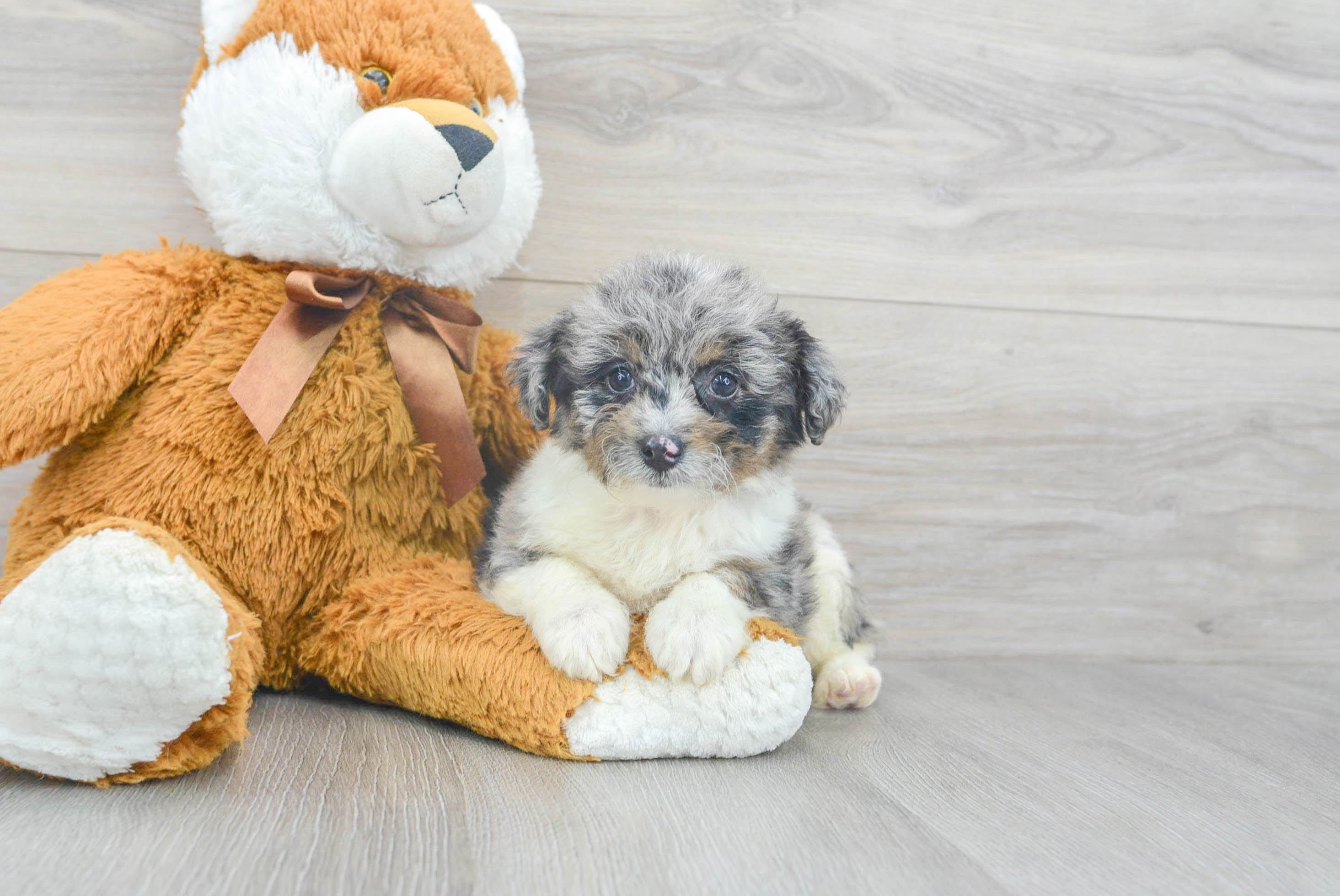 Mini aussiedoodle shops near me