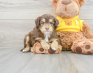 12 week old Mini Aussiedoodle Puppy For Sale - Florida Fur Babies