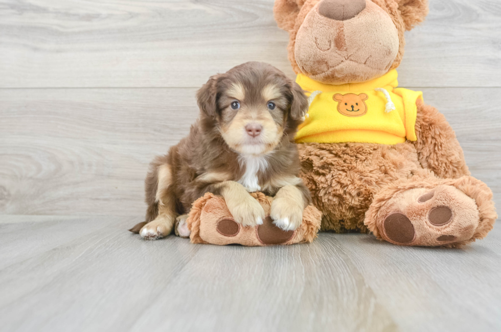 9 week old Mini Aussiedoodle Puppy For Sale - Florida Fur Babies