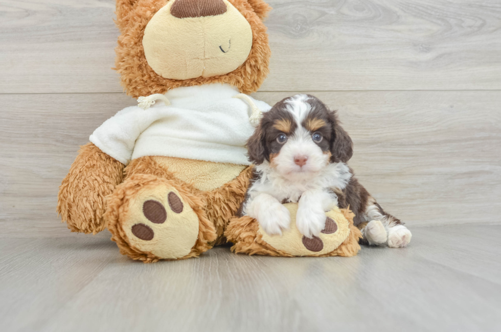 6 week old Mini Aussiedoodle Puppy For Sale - Florida Fur Babies