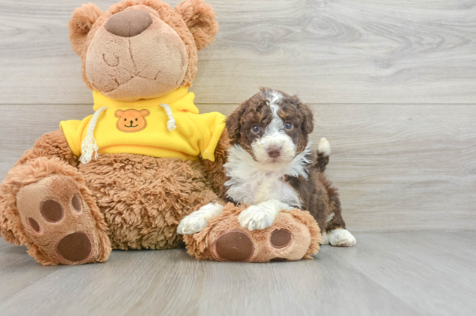 5 week old Mini Aussiedoodle Puppy For Sale - Florida Fur Babies