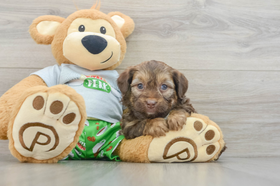 5 week old Mini Aussiedoodle Puppy For Sale - Florida Fur Babies